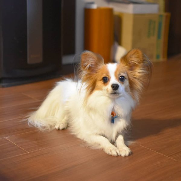 Where To Buy A Papillon Puppy in USA