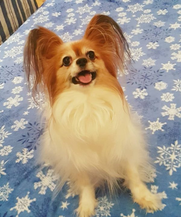 Buy male Papillon puppy