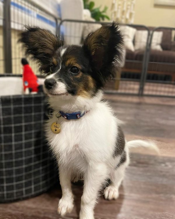 Papillon puppy for adoption