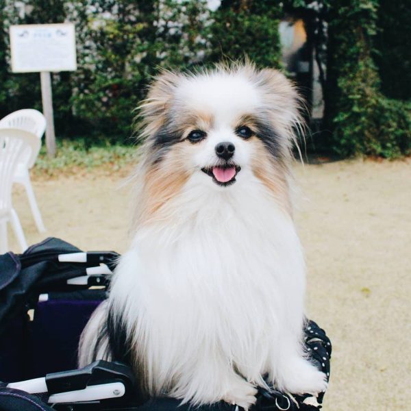 Charming Papillon Puppy