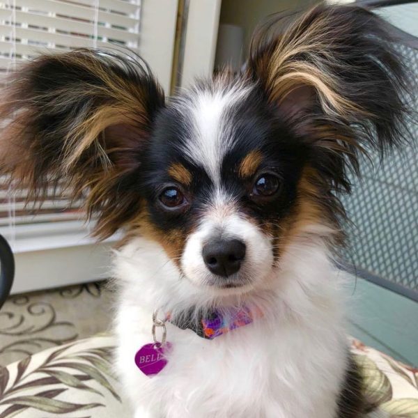 Buy Papillon Dogs